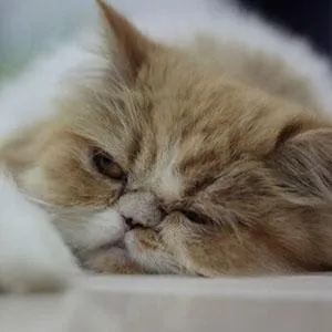 Your Prospects Are Like Cats…Business Coaching Systems for Marketing
