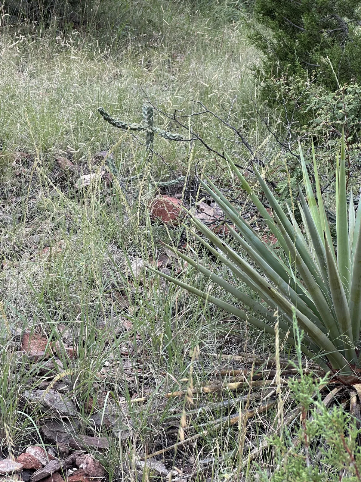 Cactus Cross