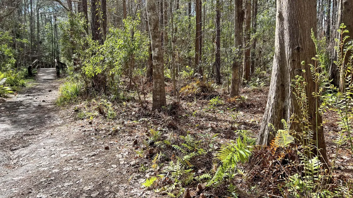 Explore Jacksonville's Hidden Gem: The Jacksonville-Baldwin Rail Trail