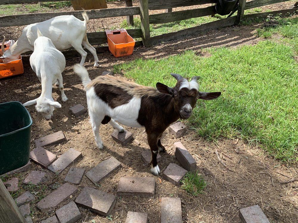Celestial Farms: The Cutest Reason to Get Out of Town Without Leaving It