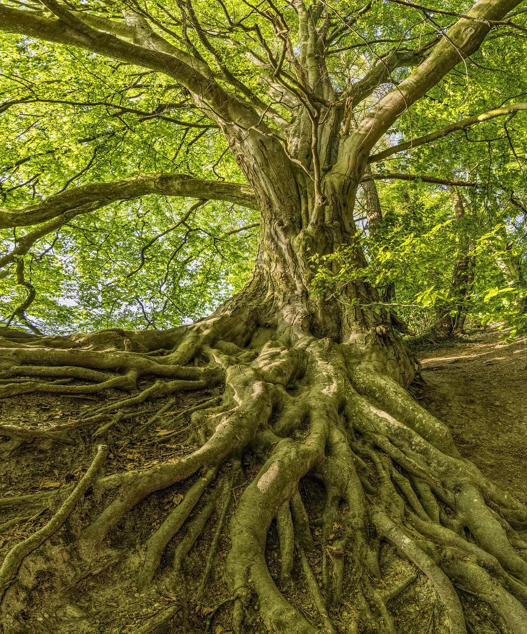 Tree with wild roots to represent re-wilding the soul