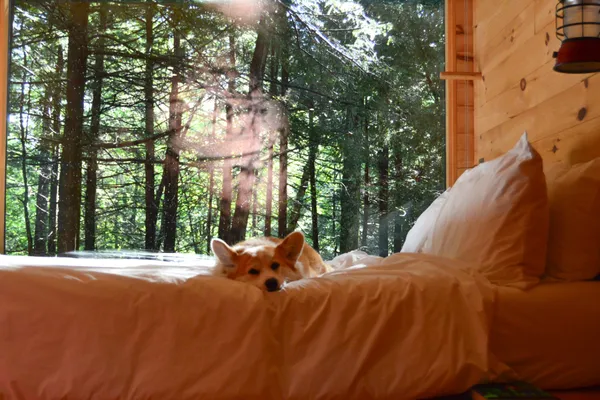 Adventure Awaits: Dog-Friendly Travel Tips for Every Adventure