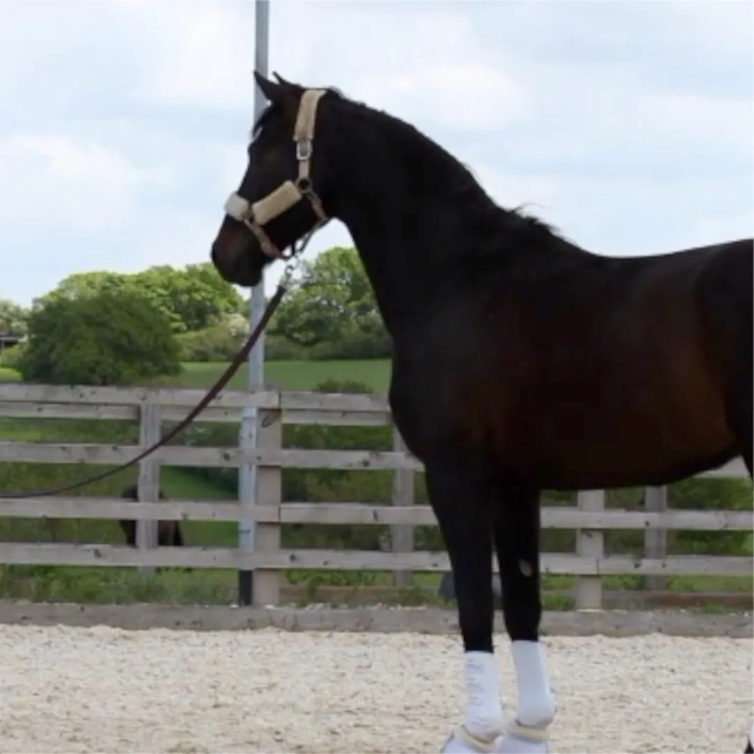 Assess Your Horse - The Scared Horse