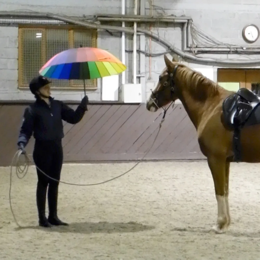 Why groundwork is essential to building your riding confidence