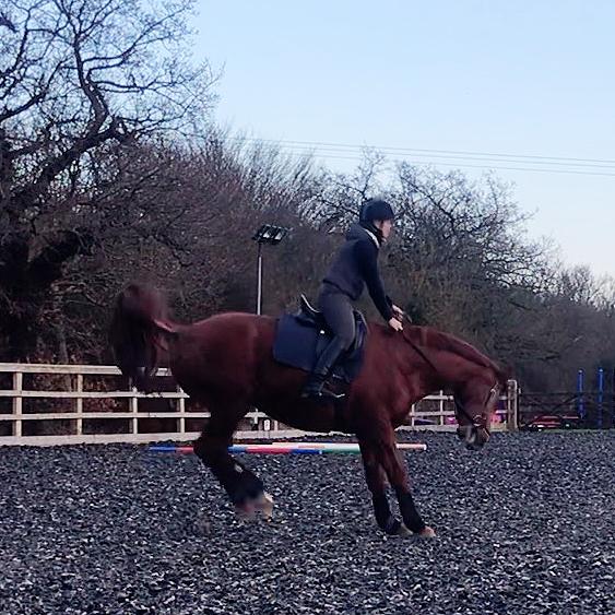 5 Reasons Horses Misbehave