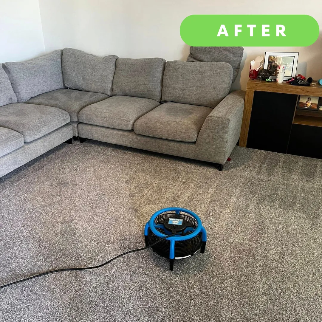 Carpet drying with an airmover after a deep clean in Rhyl today
