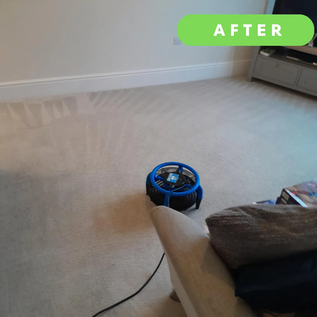 Speed drying a carpet in Bangor