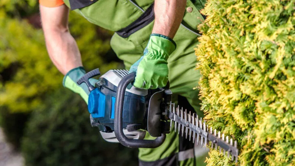 tree-trimming