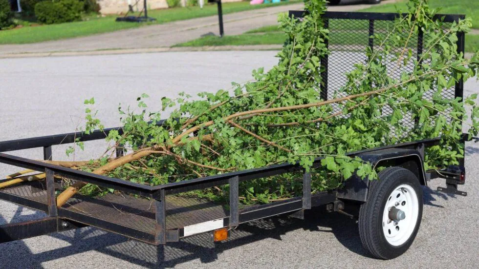 Tree Trimming