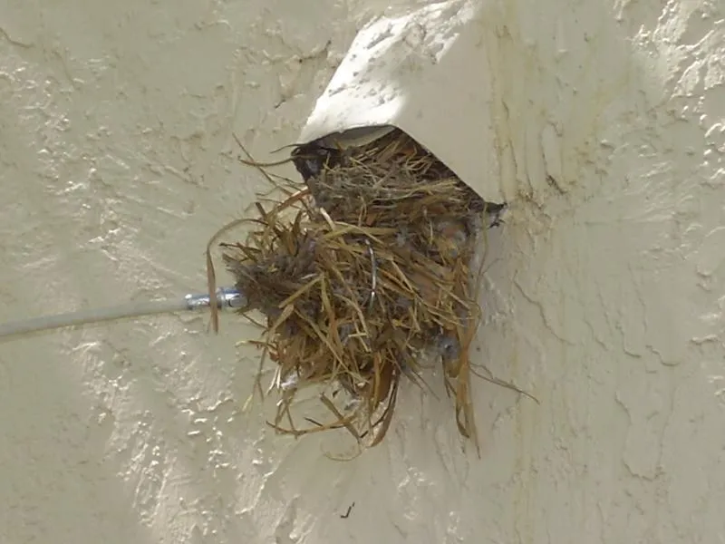 What to Do About Birds in Dryer Vents