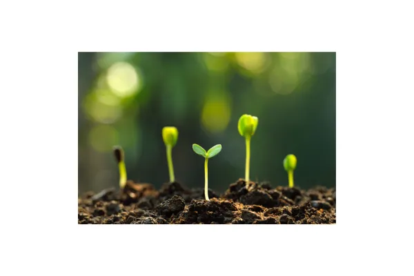 Plant growth
