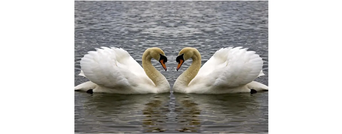 mirroring swans