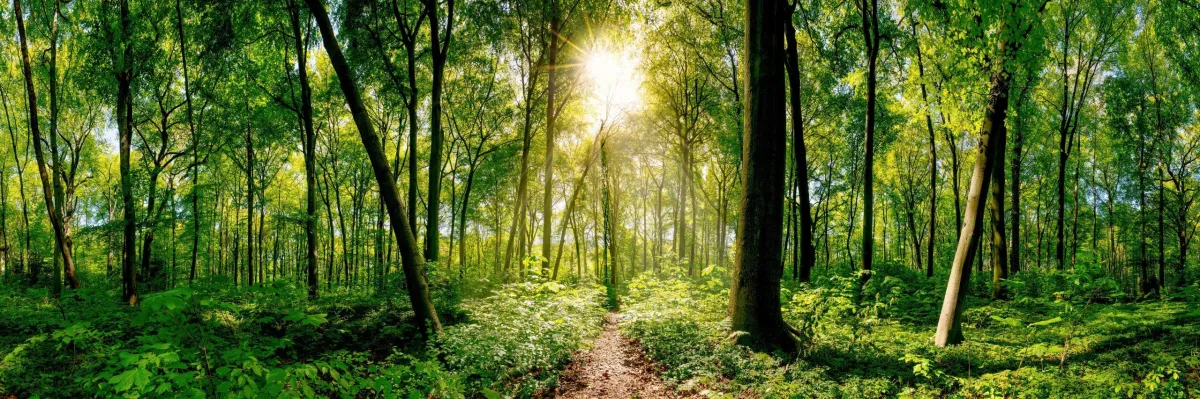Getting past the trees