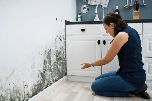 How to Prevent Mold Growth as Humidity Drops and Rain Increases