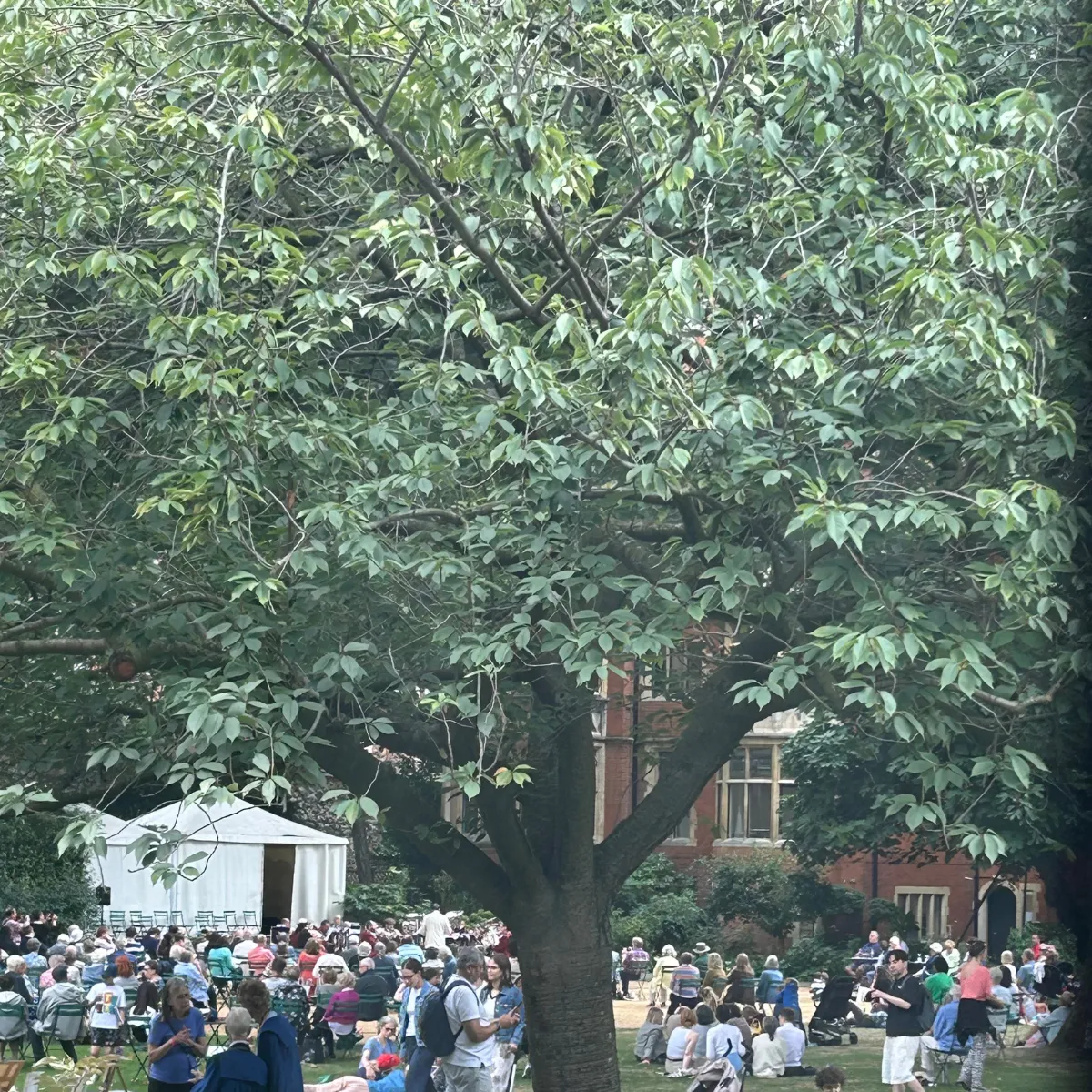 The band playing to a grateful crowd