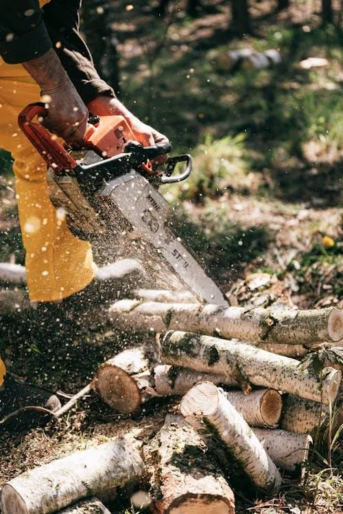 Man trimming tree with chainsaw tree services