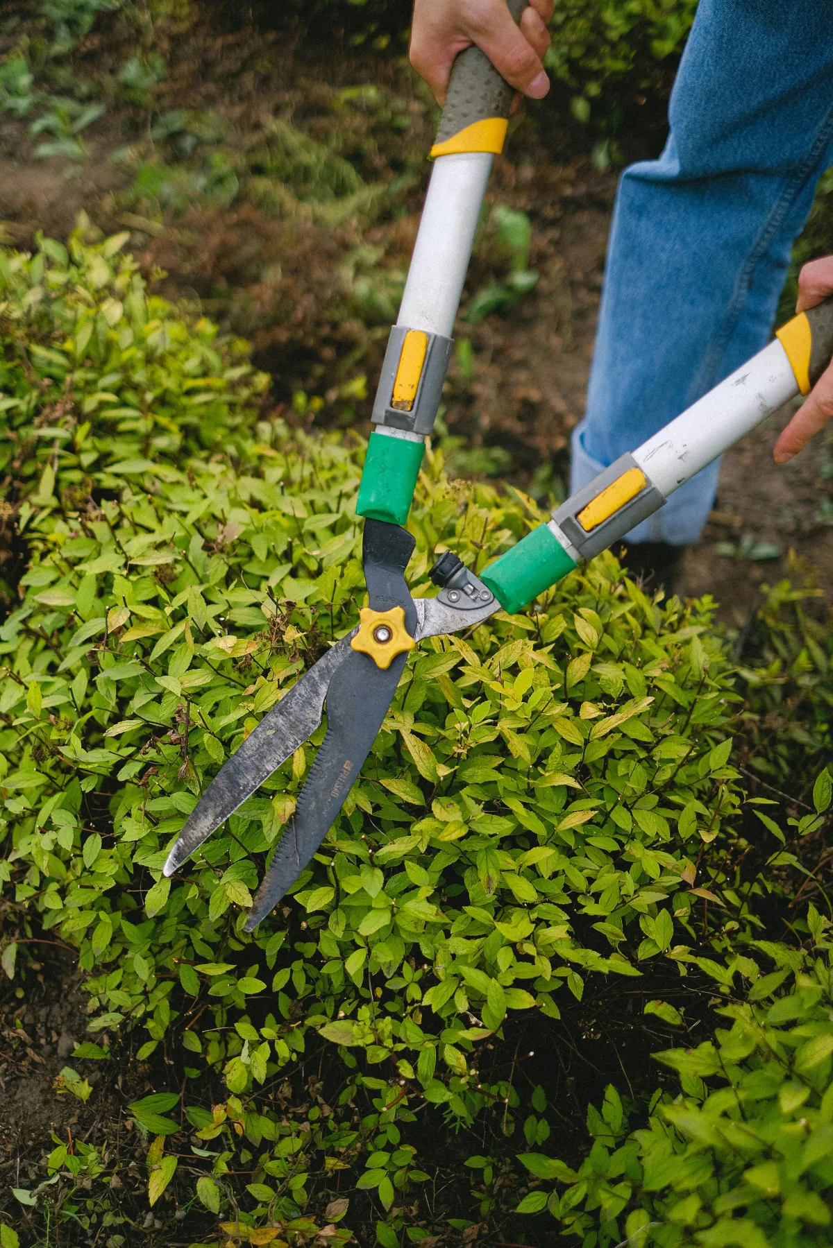 woman trimming a hedge in her lawn landscaping