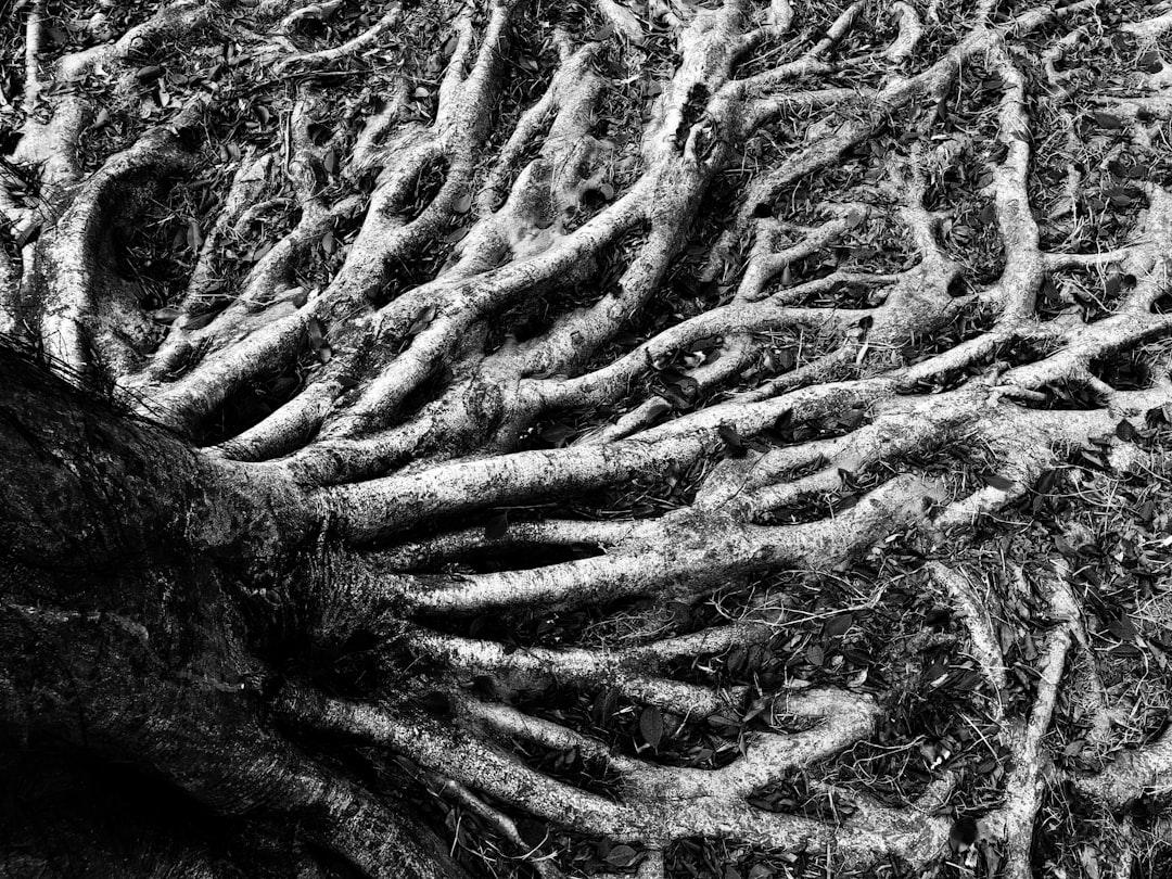 Why Functional Medicine is Obsessed with Root Causes