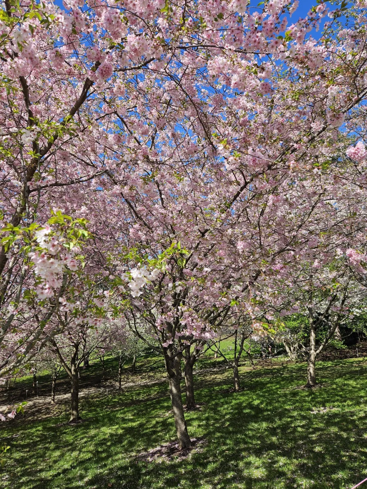 Cherry Blossom