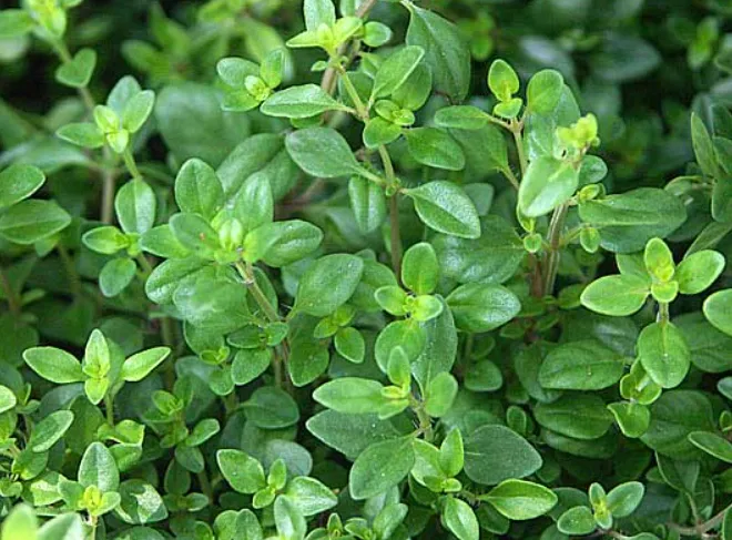 Thyme to Write