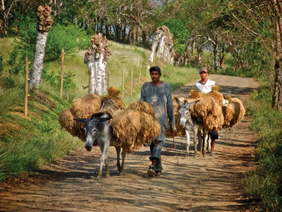 Colombia Motera Juan Pablo Gaviria Campesino llevando Cebada en burro