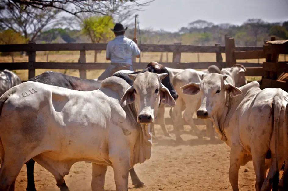 Colombia Motera Juan Pablo Gaviria llanero y sus vacas