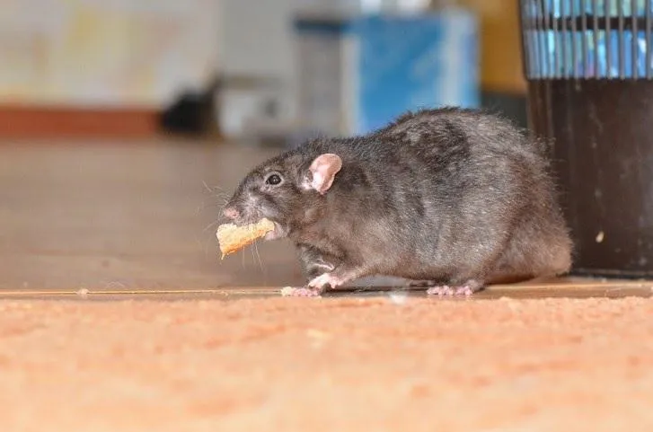 Rodent Control in Burnaby