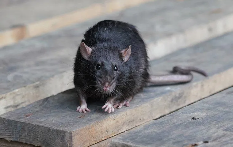 rodent control burnaby