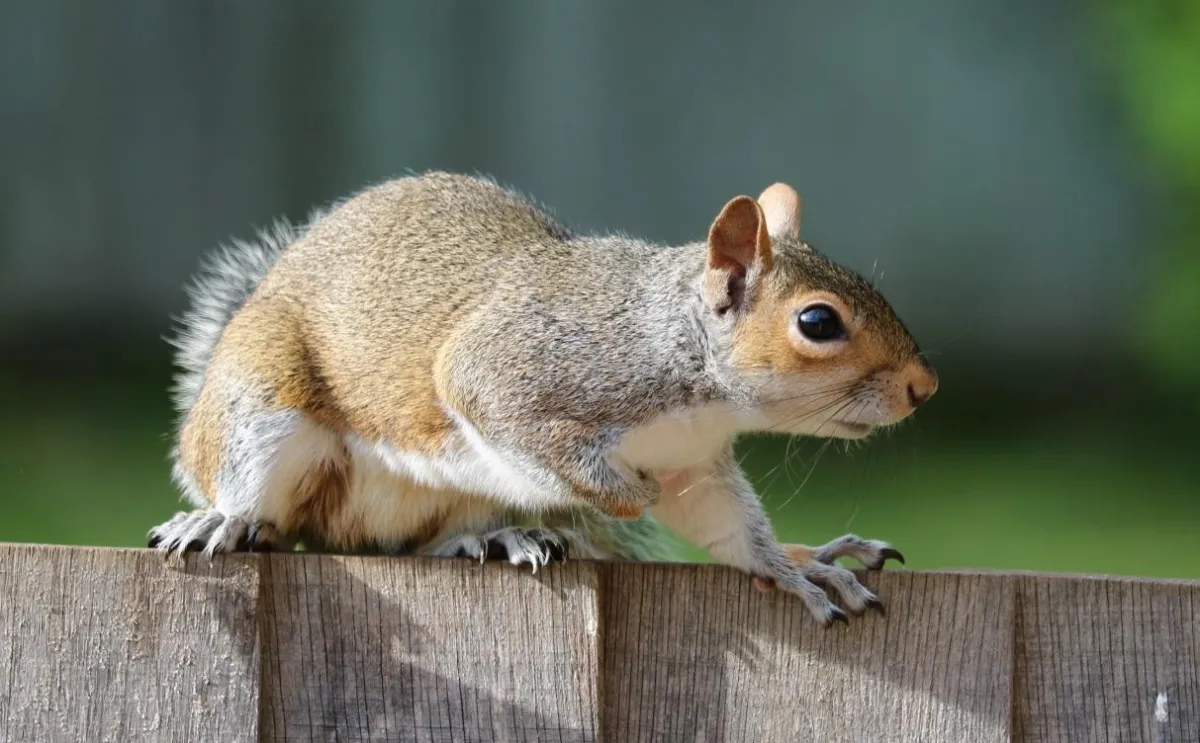 The Importance of Safe and Humane Squirrel Removal Methods