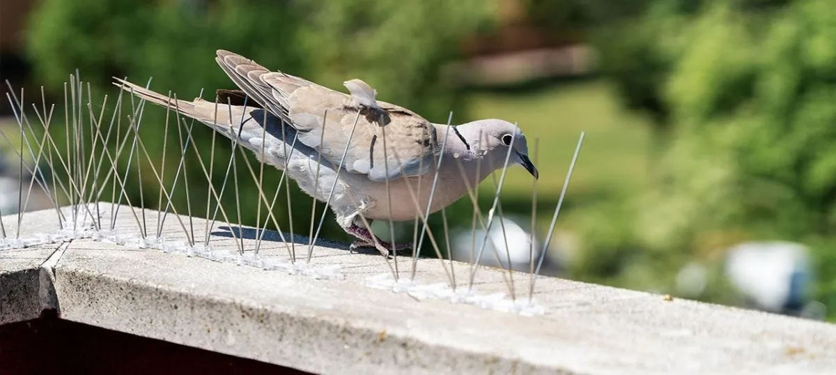 Tips and Tricks on How to Prevent Birds from Nesting on Your Property