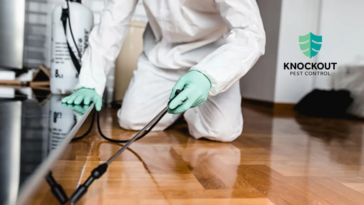 Things You Can Expect from Pest Control Services in Vancouver