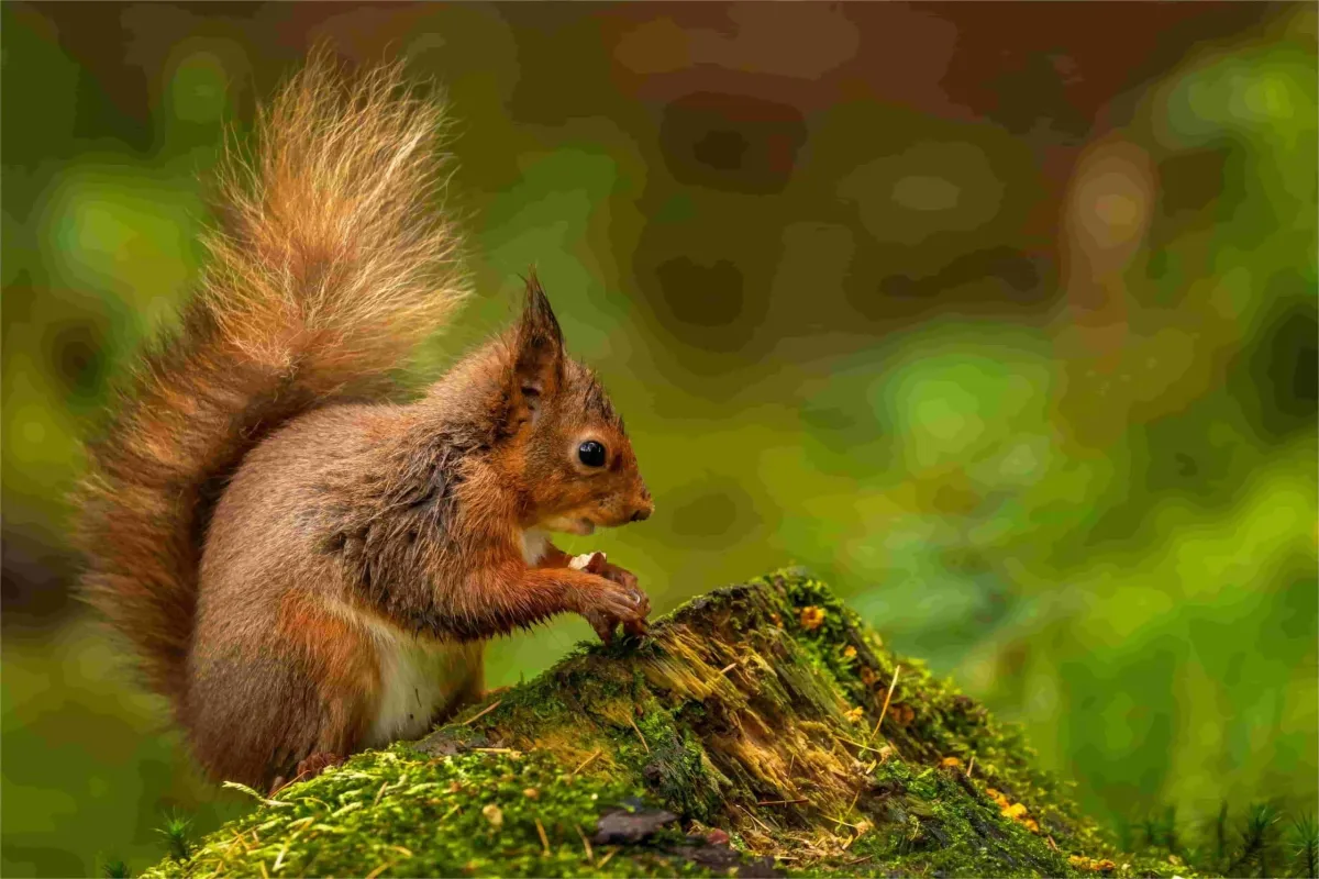 squirrel removal in Burnaby