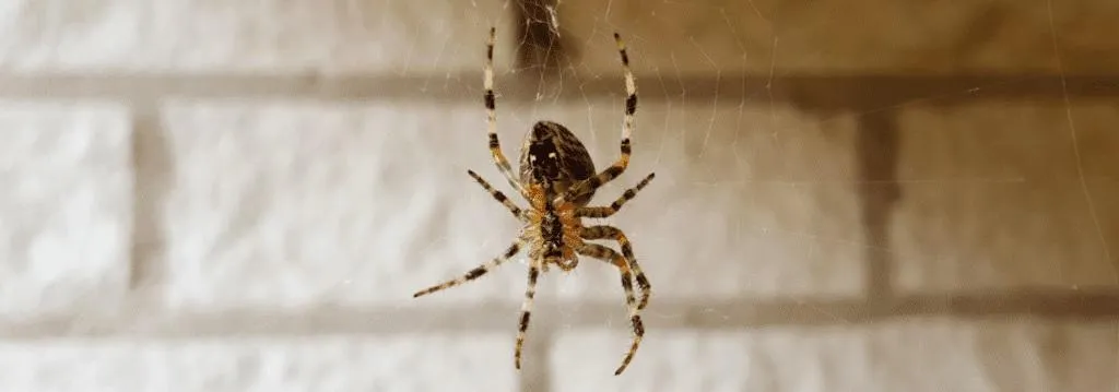 Spider Pest Control