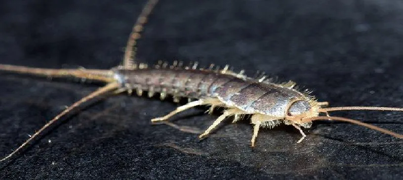 silverfish exterminator in Burnaby