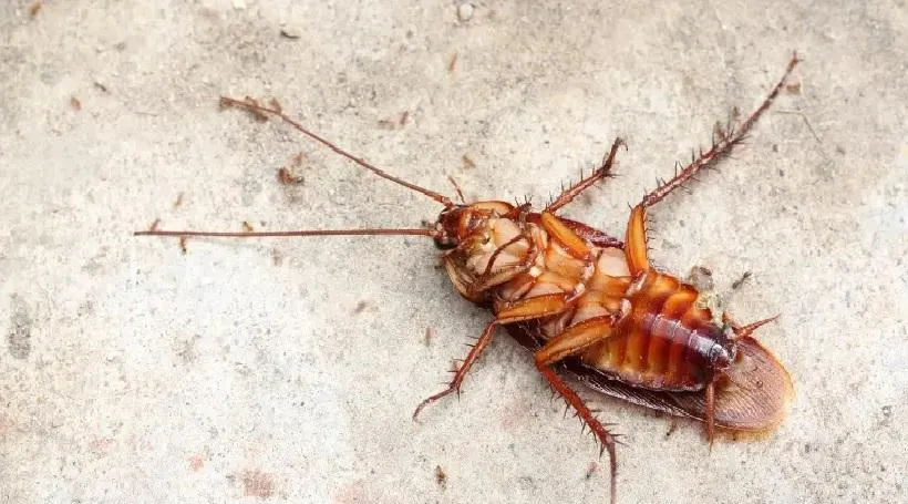 cockroach pest control in Burnaby