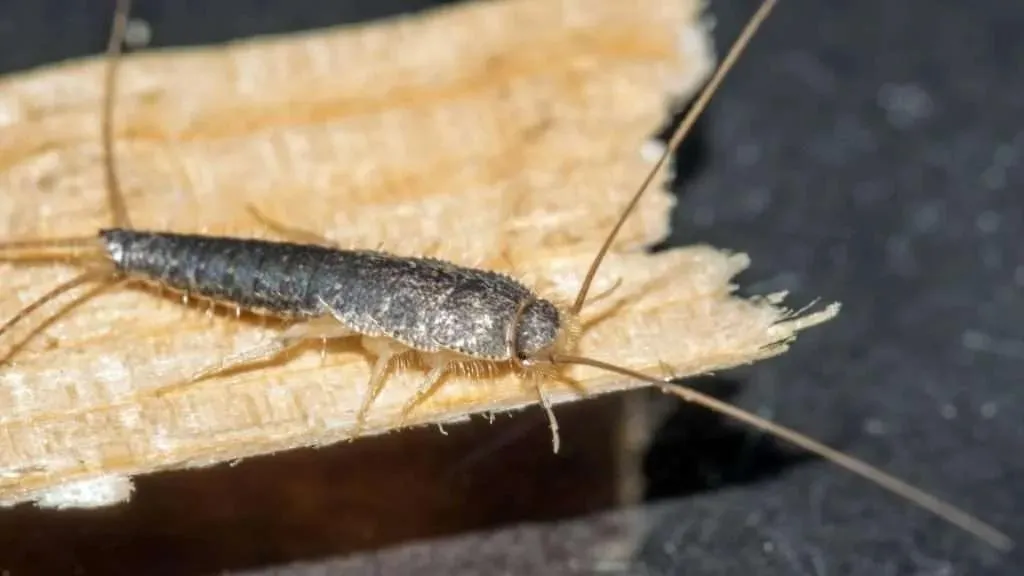 silverfish pest control in vancouver