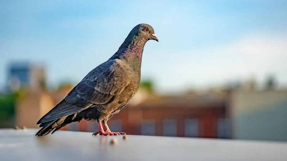 Pigeon Trappers Vancouver