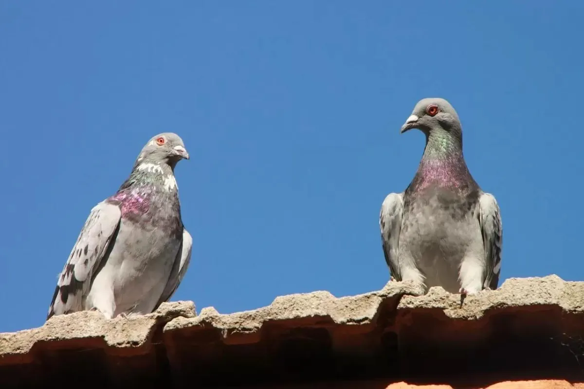 A Complete Guide from Pigeon Trappers in Vancouver, You Can’t Miss 