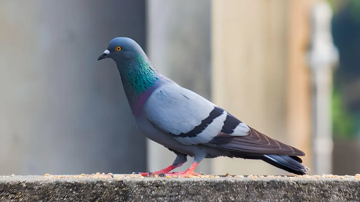 pigeon trappers in Vancouver