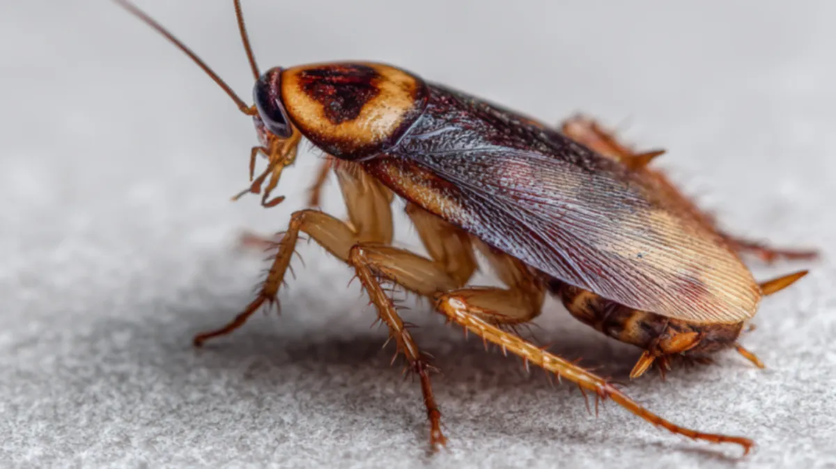 An image of a cockroach 