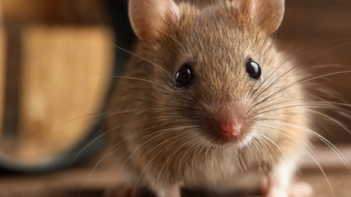 an image of a rodent