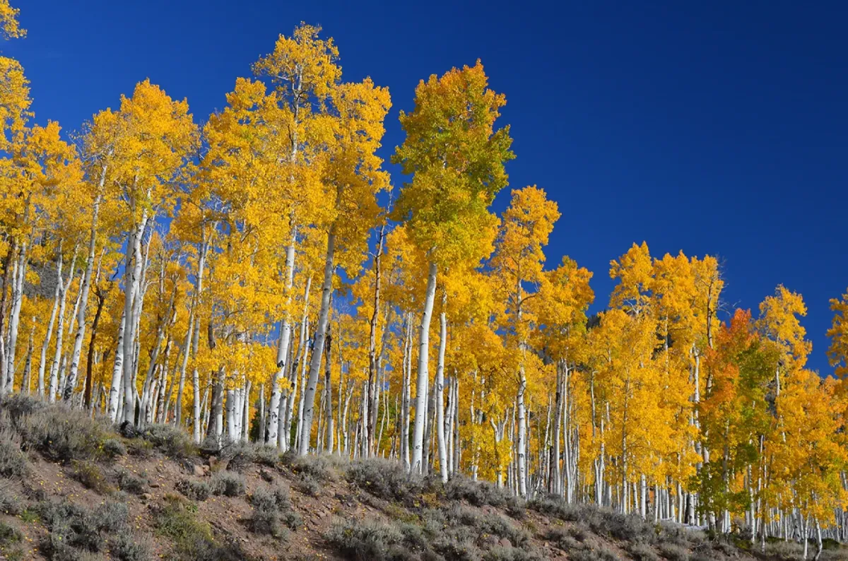 utahtreecare