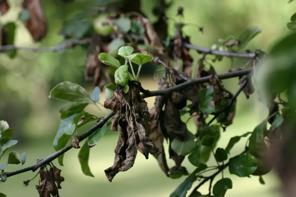 utahtreecare