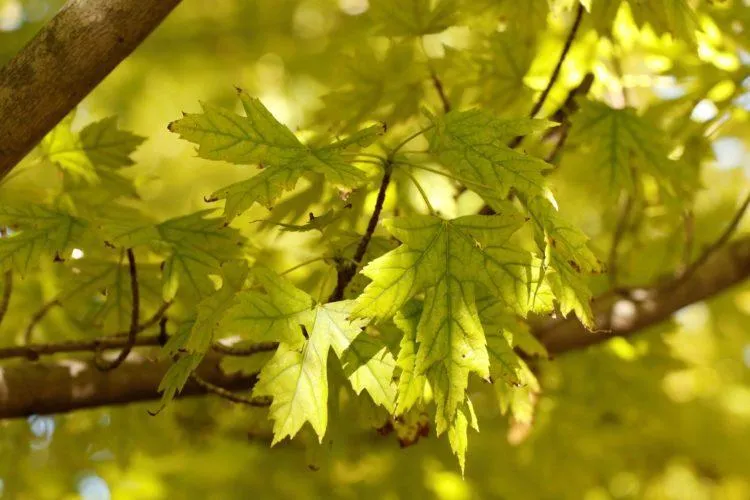 The Color Change That Could Kill Your Tree: What Every Utah Homeowner Should Know