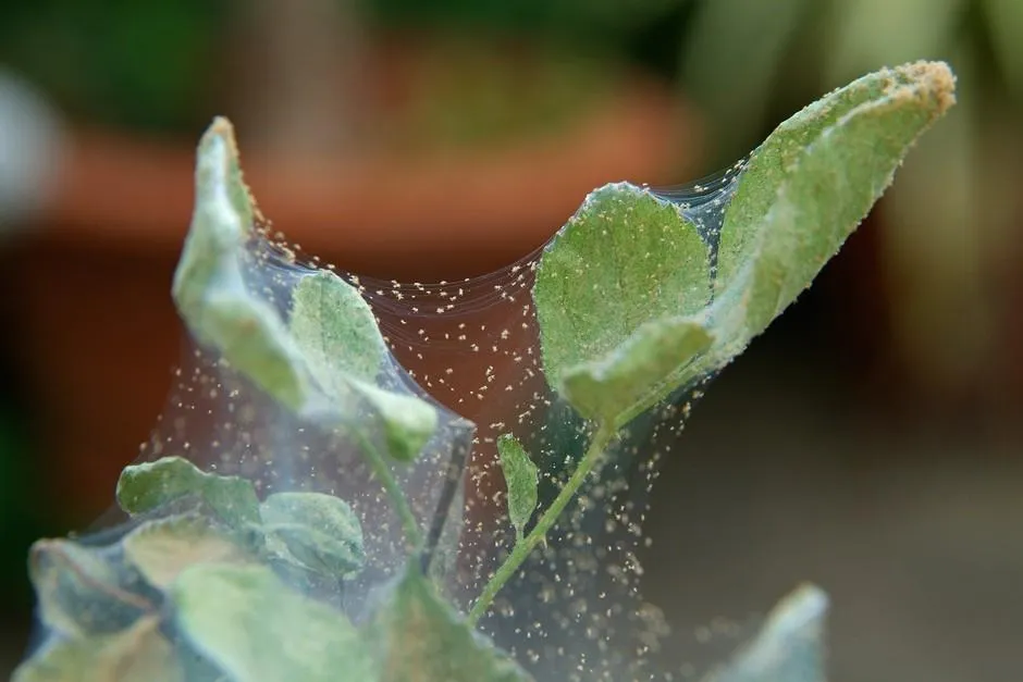 Spider Mites: The Tiny Pests Causing Big Damage to Your Trees