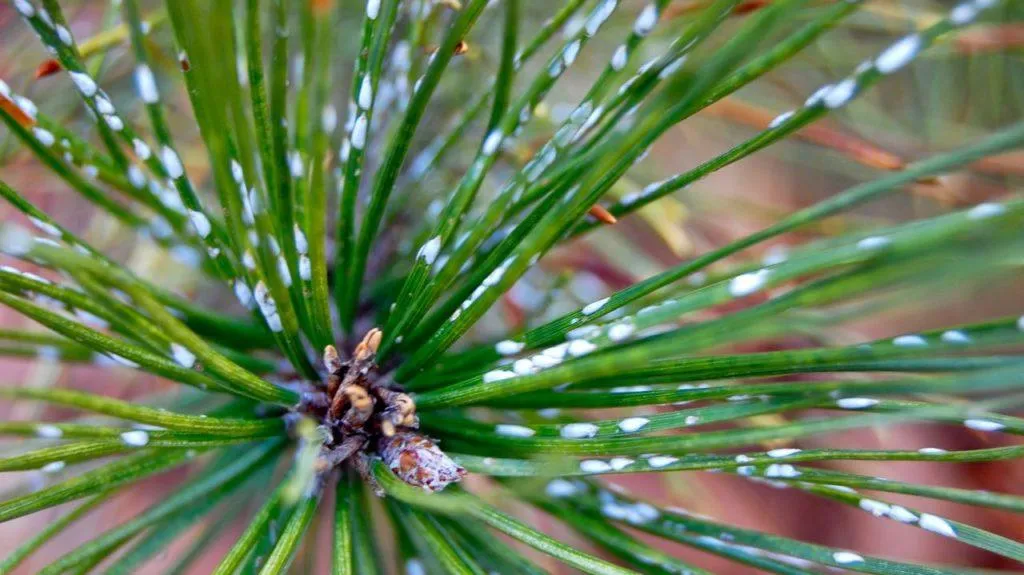 Pine Scale: Spot It, Stop It, Save Your Trees