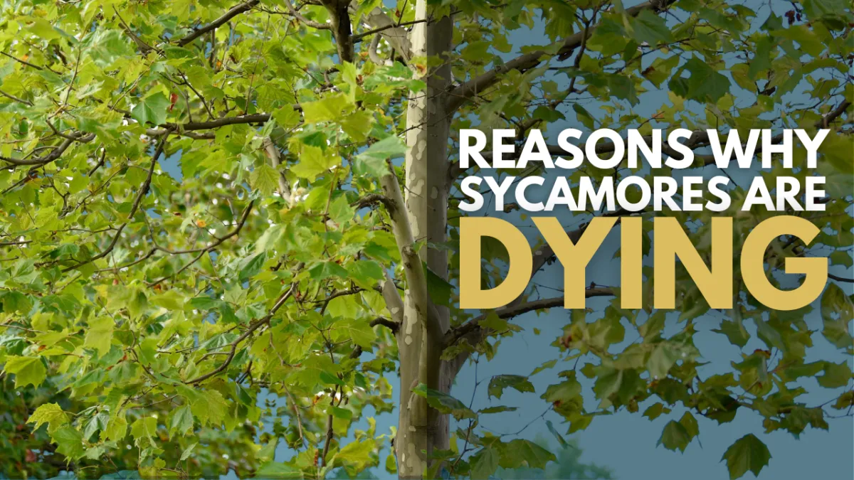 Sycamore tree in Utah with early signs of decline, used as a cover image for a blog post about the spread of anthracnose and tree health threats.