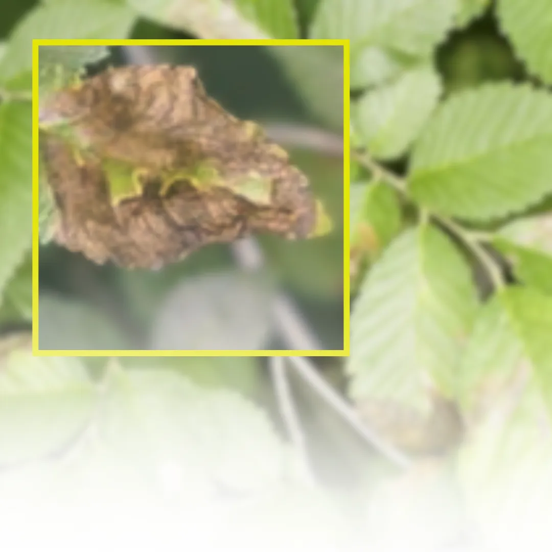 Stop Elm Leaf Miner Damage Before It Starts