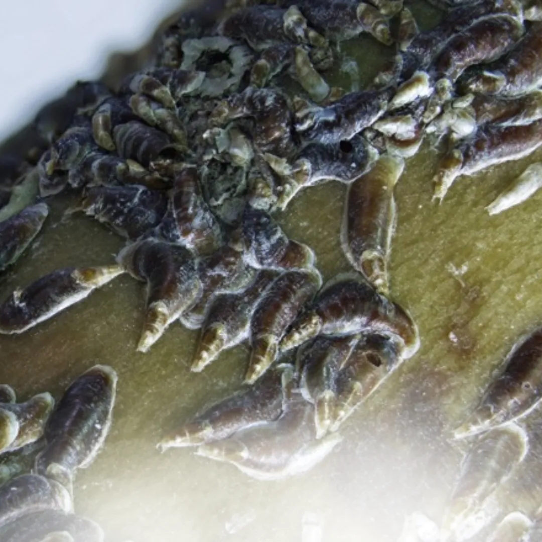 Oystershell Scale
