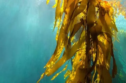 Kelp Me Sea